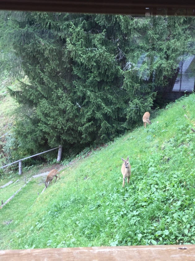 Herten, regelmatig te zien, in de tuin van het chalet